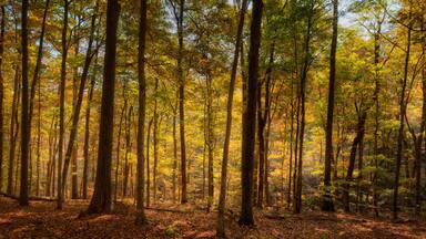 Natchez Trace Parkway, Tennessee and Mississippi, USA