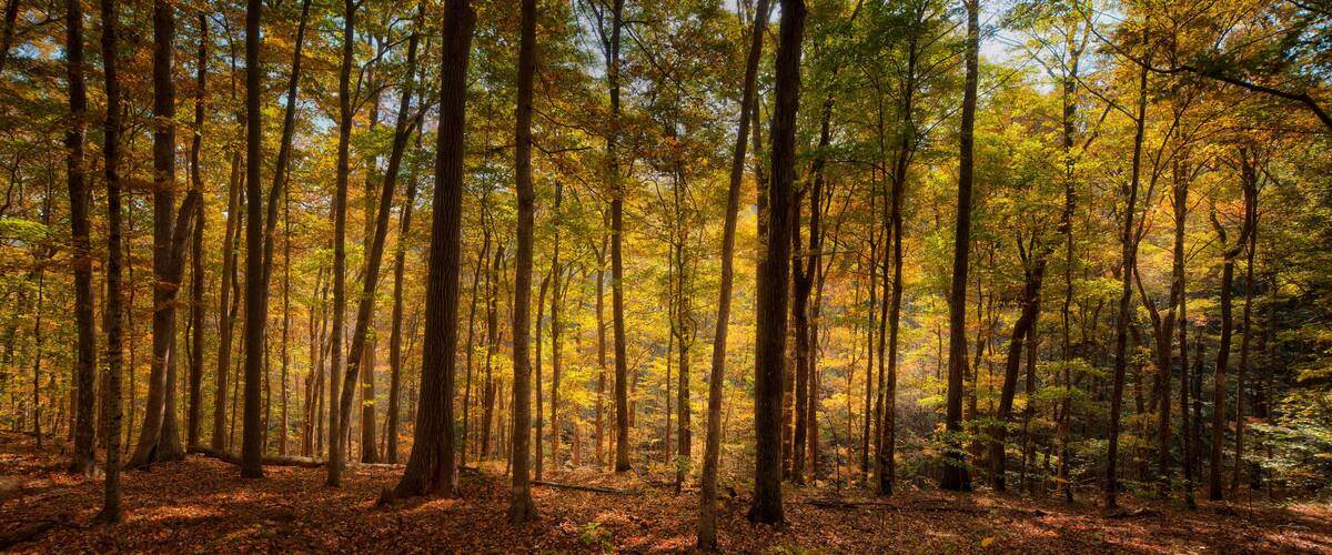 A dense forest with tall trees and a ground covered in fallen leaves.