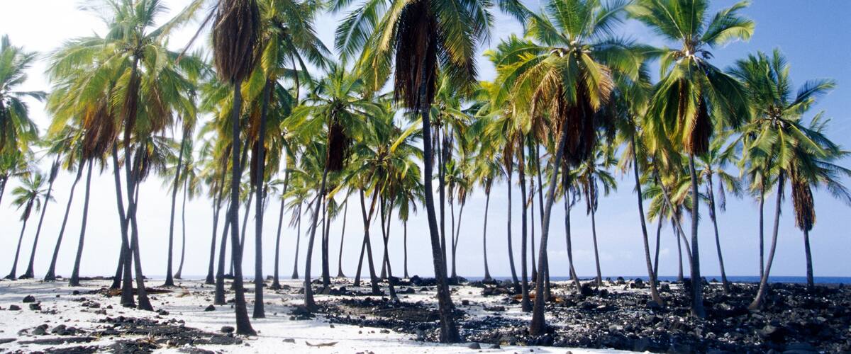 A beach with palm trees and a clear sky.
