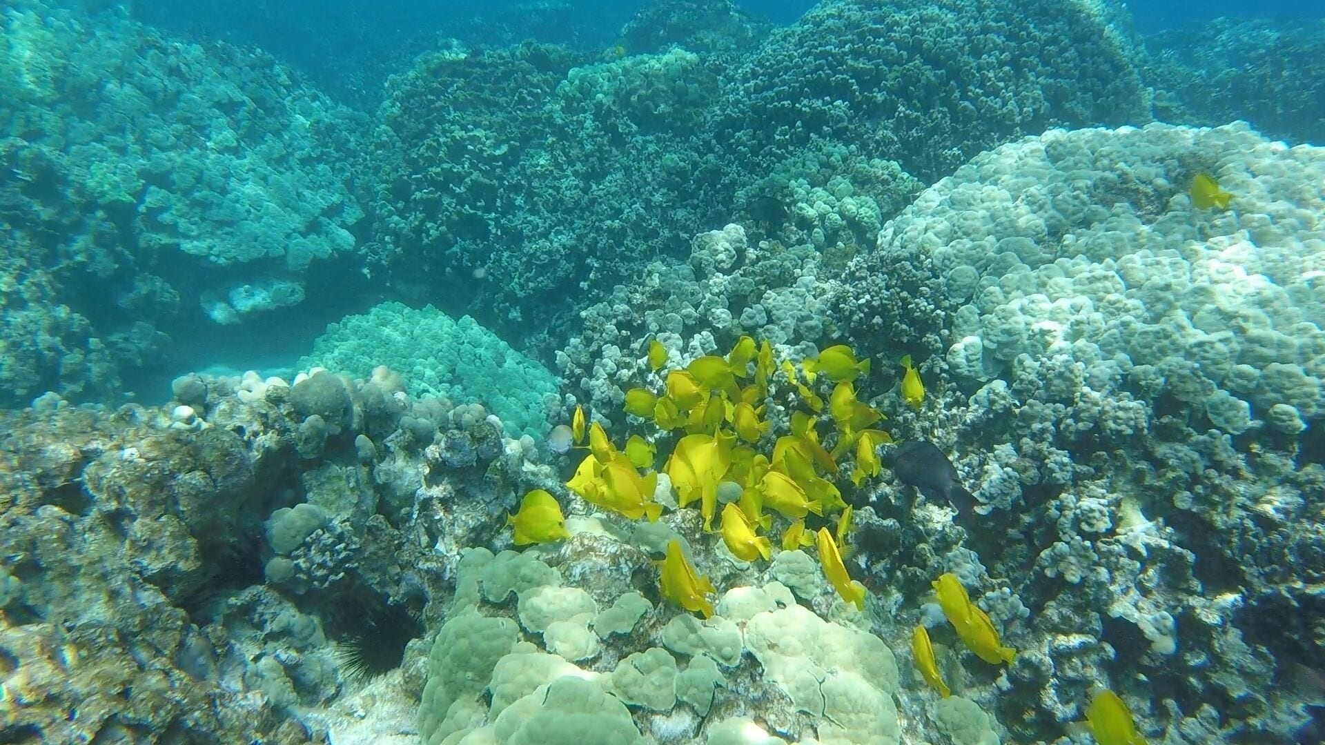 A vibrant coral reef with yellow fish swimming among the corals.