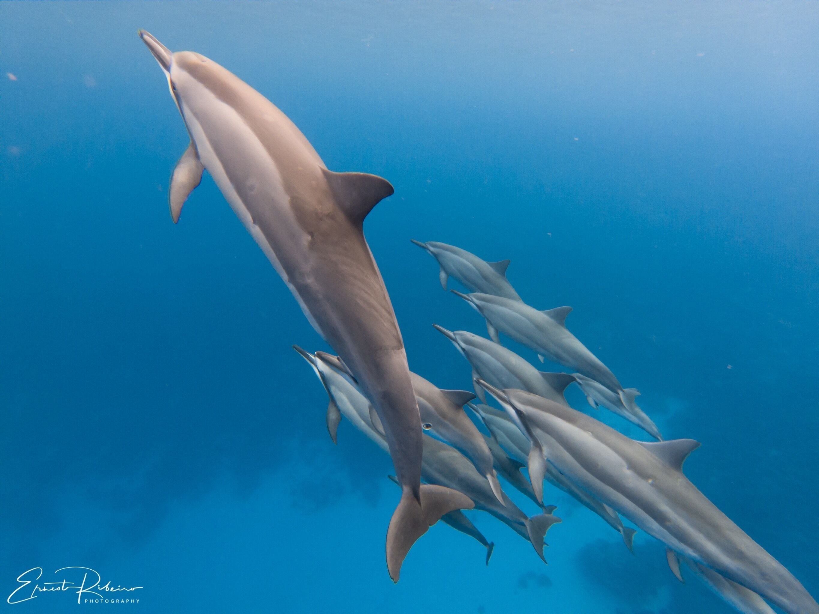 Swimming with sea creatures is my favorite #adventure and therapy! I’m lucky to live here in Hawaii and have the opportunity to be in the water with them all the time! Did you ever swim with dolphins in the wild?