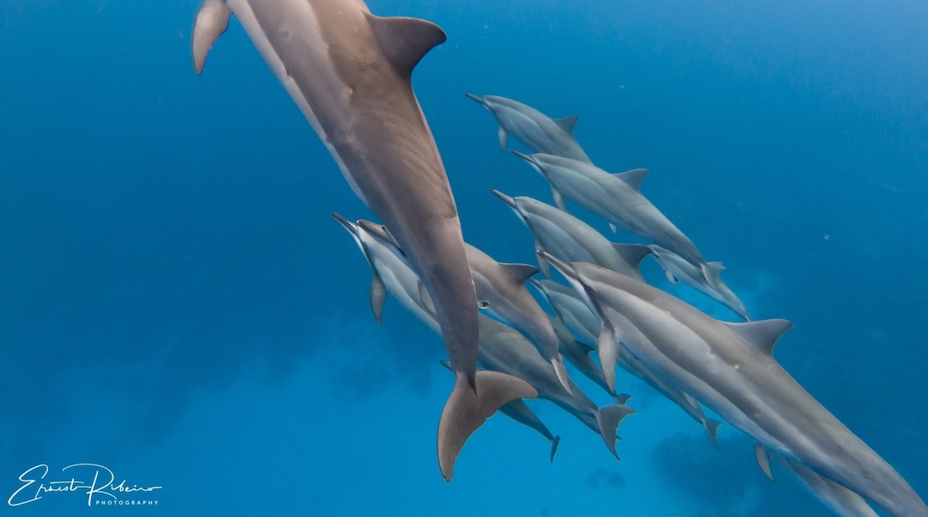 Swimming with sea creatures is my favorite #adventure and therapy! I’m lucky to live here in Hawaii and have the opportunity to be in the water with them all the time! Did you ever swim with dolphins in the wild?