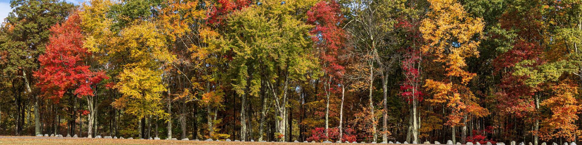 A forest with autumn foliage, a clear sky, and a grassy field.