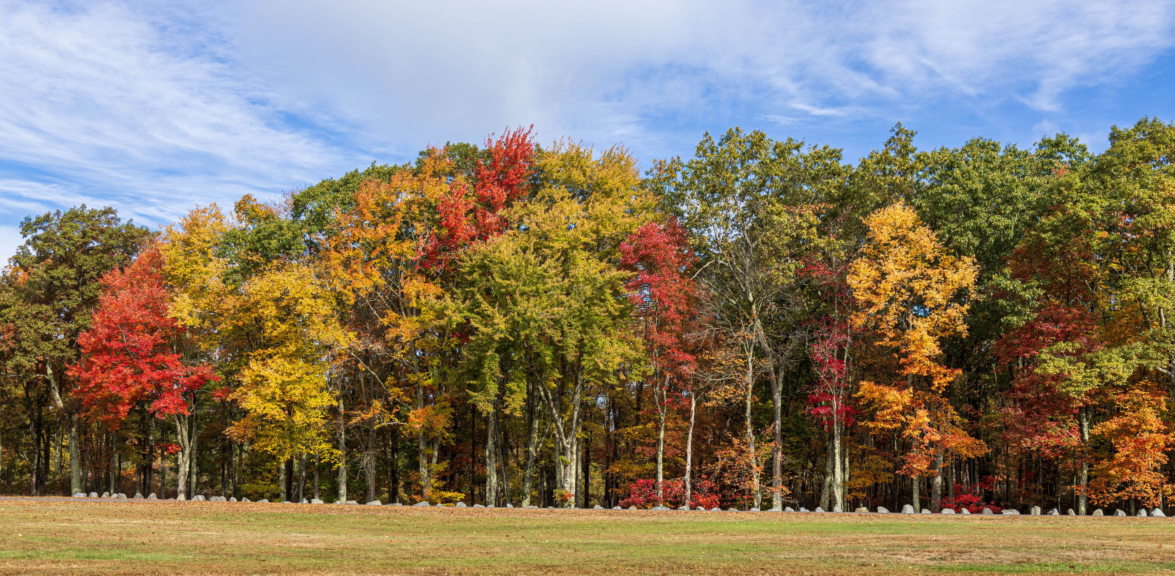A forest with autumn foliage, a clear sky, and a grassy field.