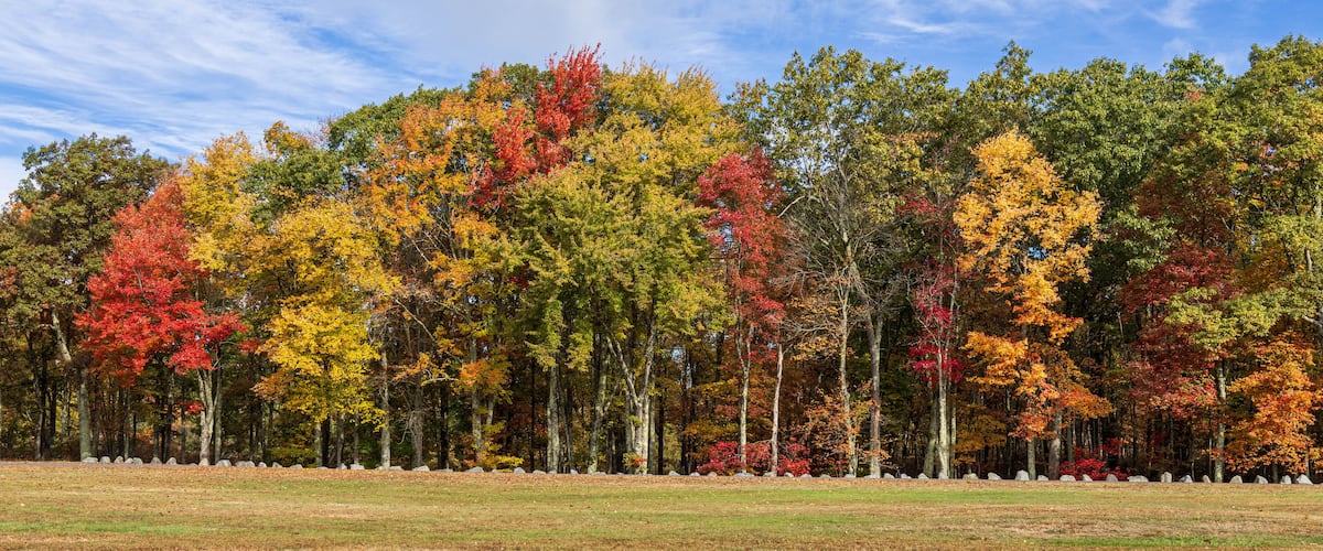A forest with autumn foliage, a clear sky, and a grassy field.