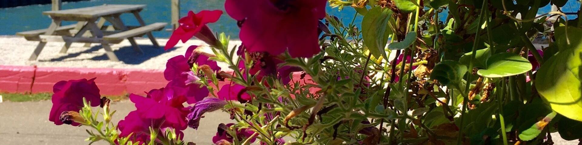 A gazebo, a water tower, and vibrant pink flowers.