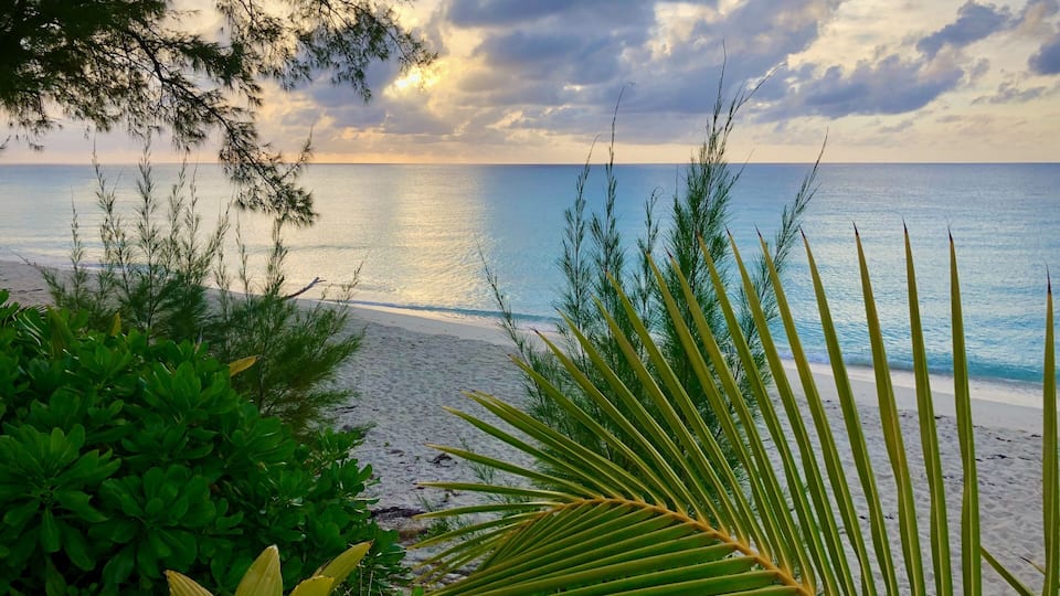 A beach with palm trees and a cloudy sky.