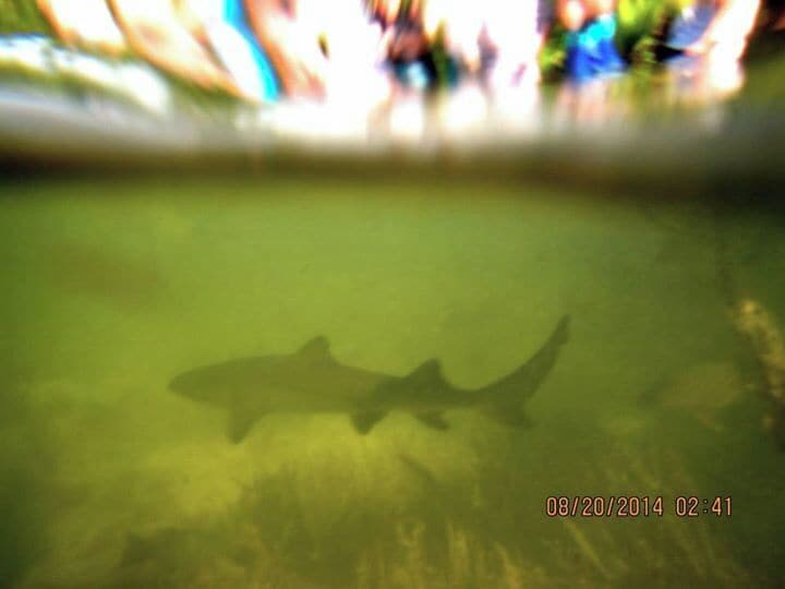 Baby Lemon Shark! Also not near this casino resort, find some mangroves! 
