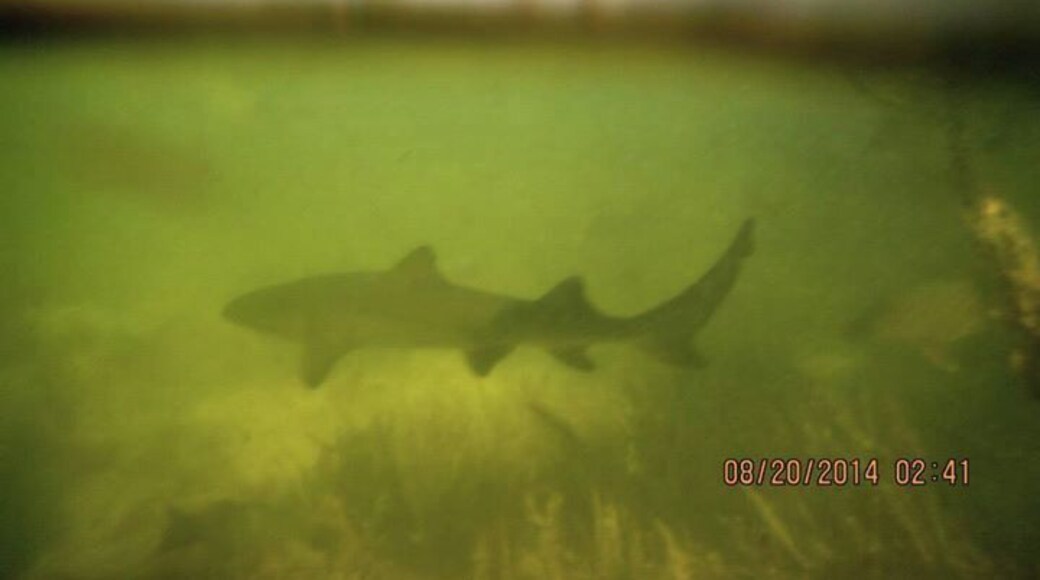 Baby Lemon Shark! Also not near this casino resort, find some mangroves!