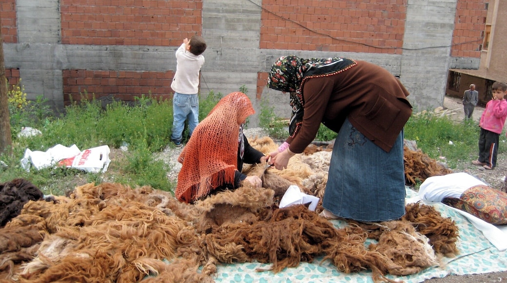 The sheep's wool will be made into yarn.