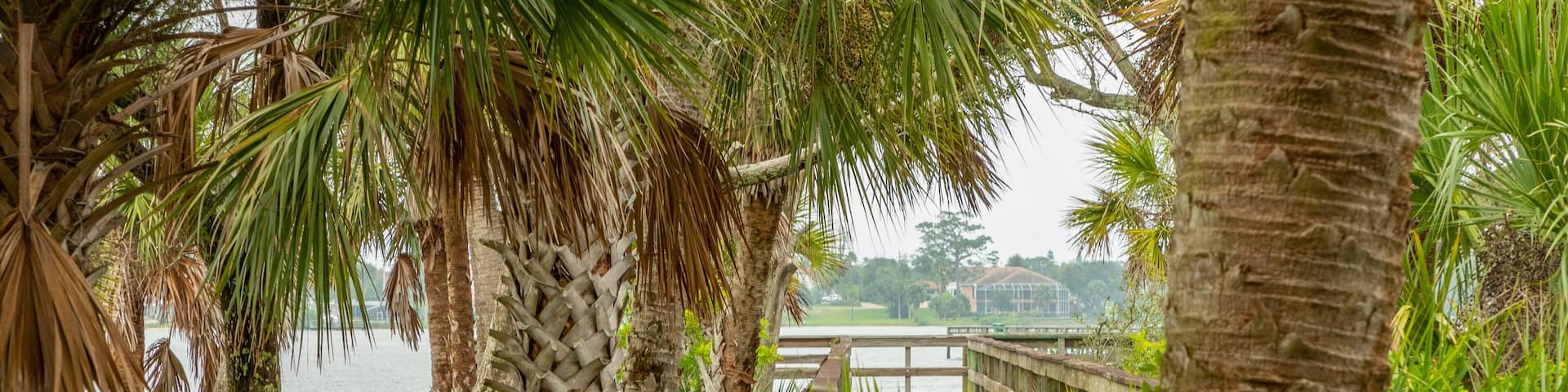 A wooden boardwalk surrounded by palm trees and greenery, leading to a body of water with a bridge in the background.