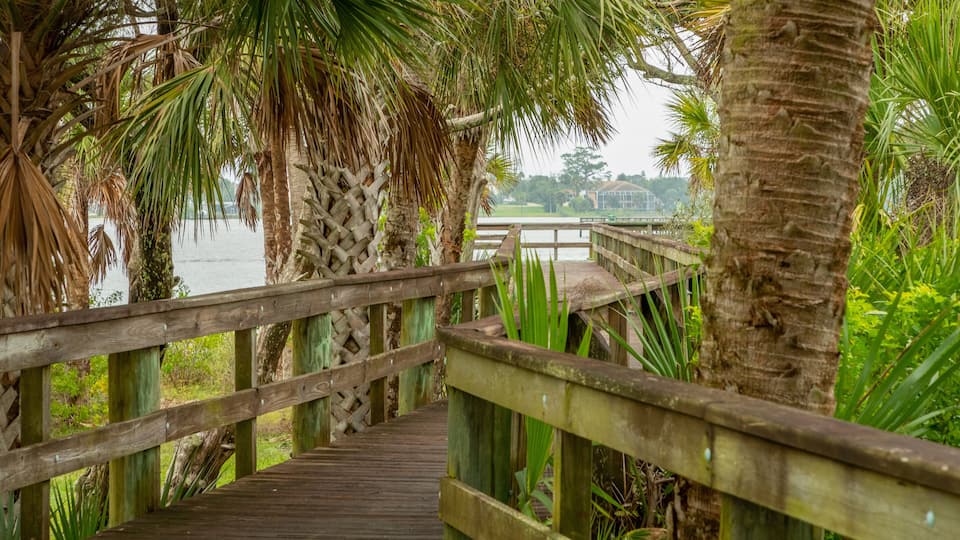 A wooden boardwalk surrounded by palm trees and greenery, leading to a body of water with a bridge in the background.