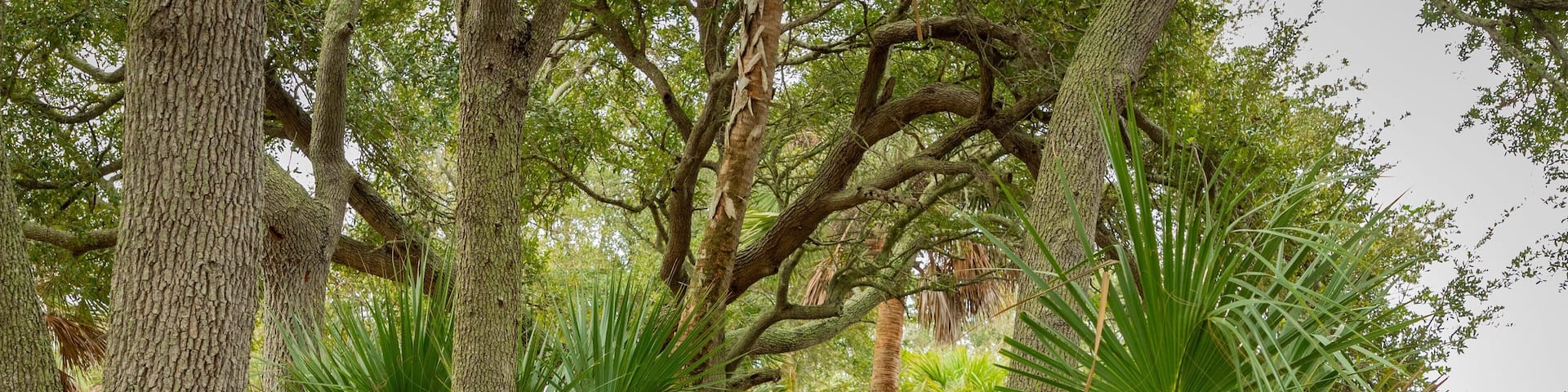 Holly Hill showing a bridge
