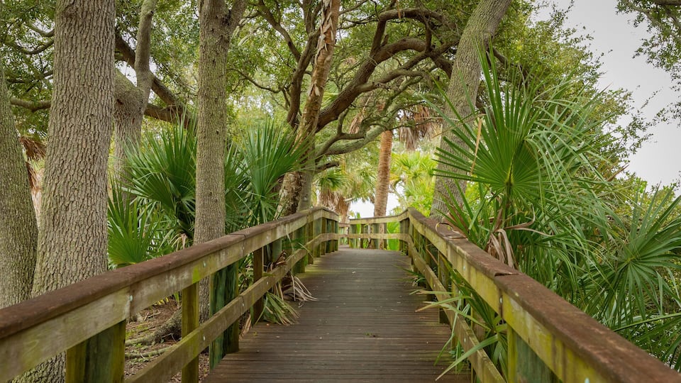 A wooden boardwalk surrounded by trees and tropical plants.