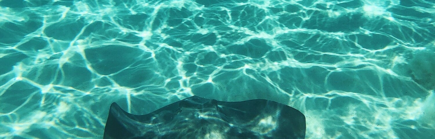 Beautiful stingrays in their natural habitat #stingray #stingraycity #grandcayman #Adventure #ocean #bluewater #island #marinelife #snorkeling