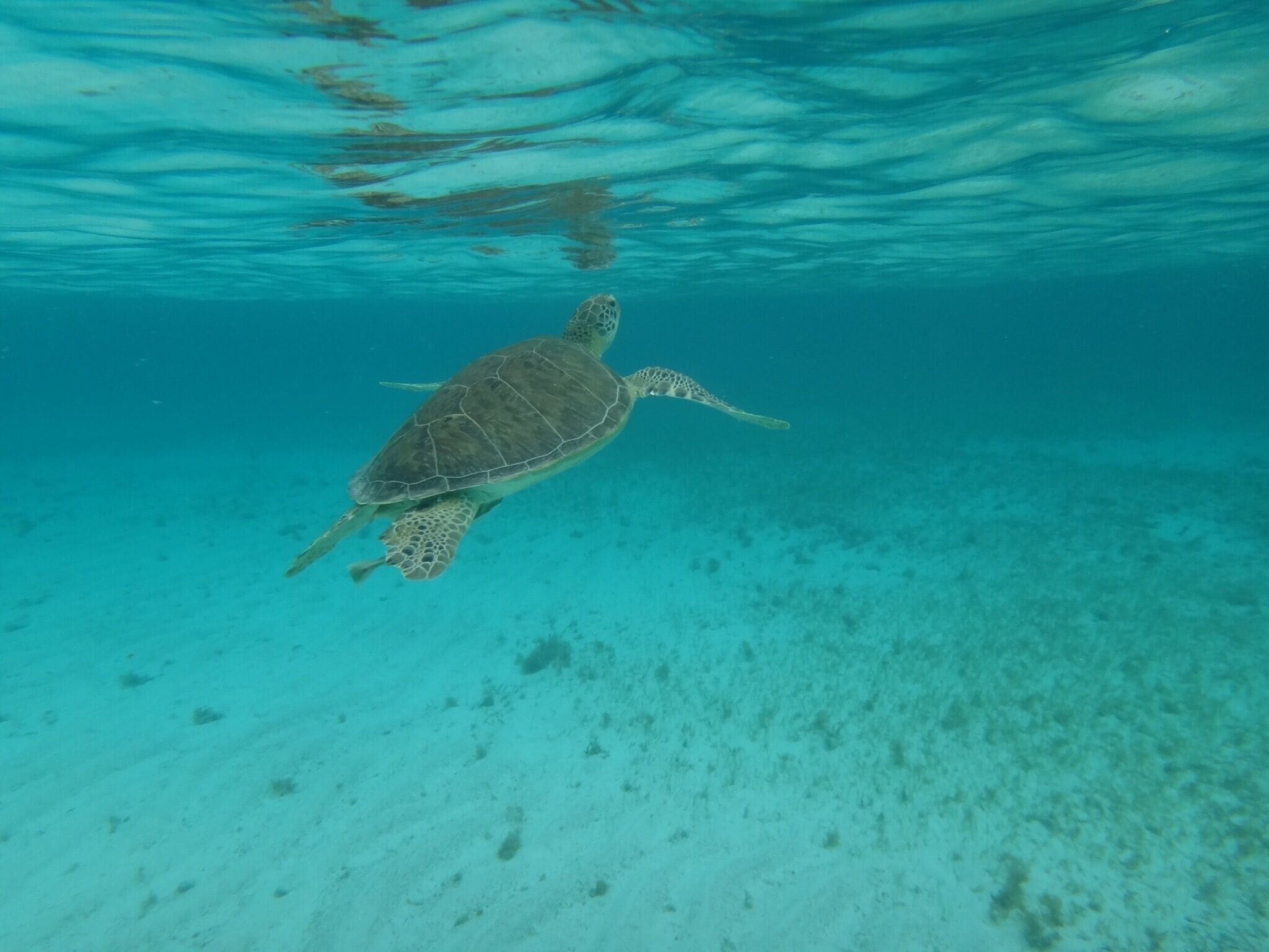 One of my favorite beaches on the island! They have a pier, shade, soft pink/white sand, benches and bathrooms. You can often swim with sea turtles eating the sea grass. Friendly and the water is clear and beautiful!