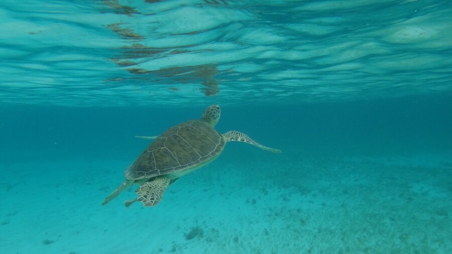 One of my favorite beaches on the island! They have a pier, shade, soft pink/white sand, benches and bathrooms. You can often swim with sea turtles eating the sea grass. Friendly and the water is clear and beautiful!