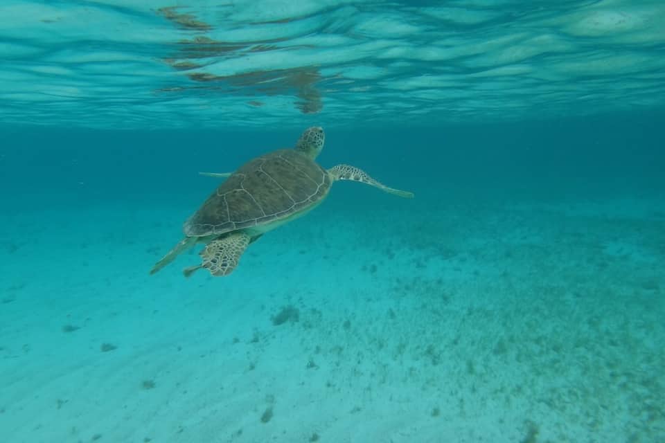 A sea turtle swimming underwater.