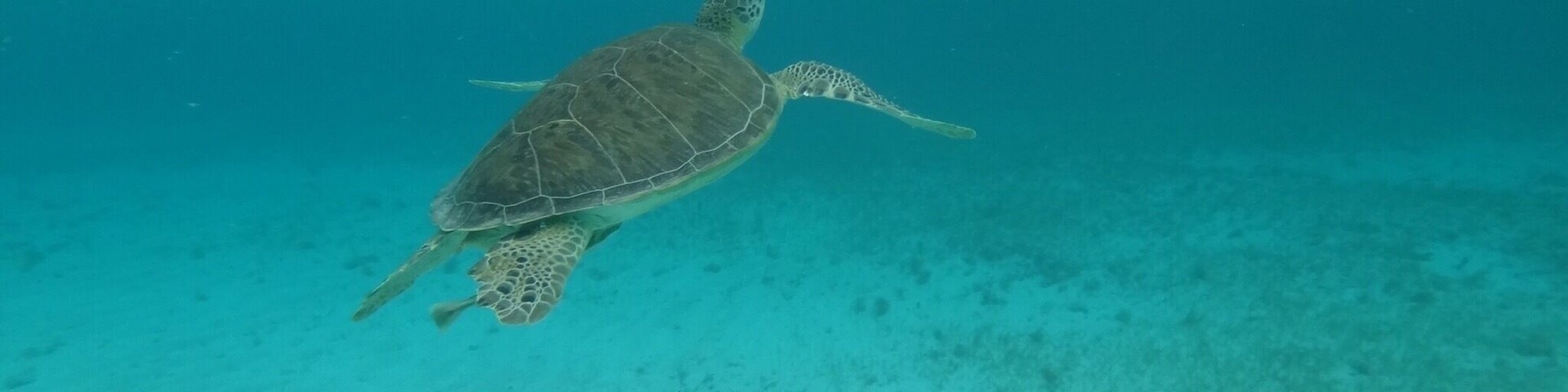 One of my favorite beaches on the island! They have a pier, shade, soft pink/white sand, benches and bathrooms. You can often swim with sea turtles eating the sea grass. Friendly and the water is clear and beautiful!
