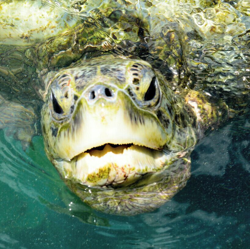 Cayman Island Turtle Farm - 

A very neat place to take kids. You can do the whole tour in about an hour. They have an area where you can pick up some of the smaller ones for a great photo op. 

TIP = If the turtle starts flapping and squirming rub its neck and it pacify it.
