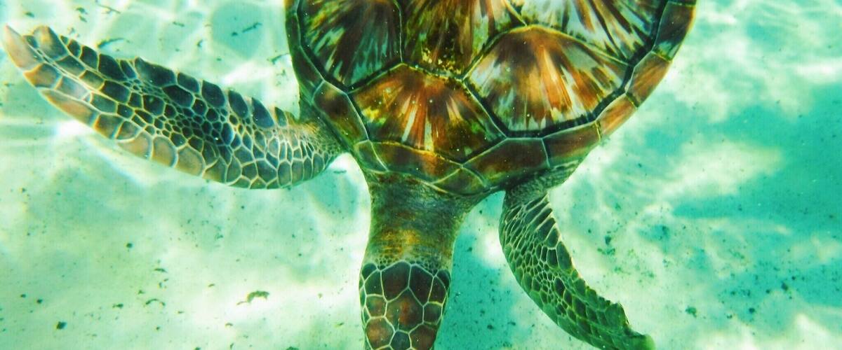 Save the Sea turtles #seaturtle #grandcayman #turtlecenter #ocean #greenturtle #savetheturtles #Adventure #snorkeling #marinelife #turtle
