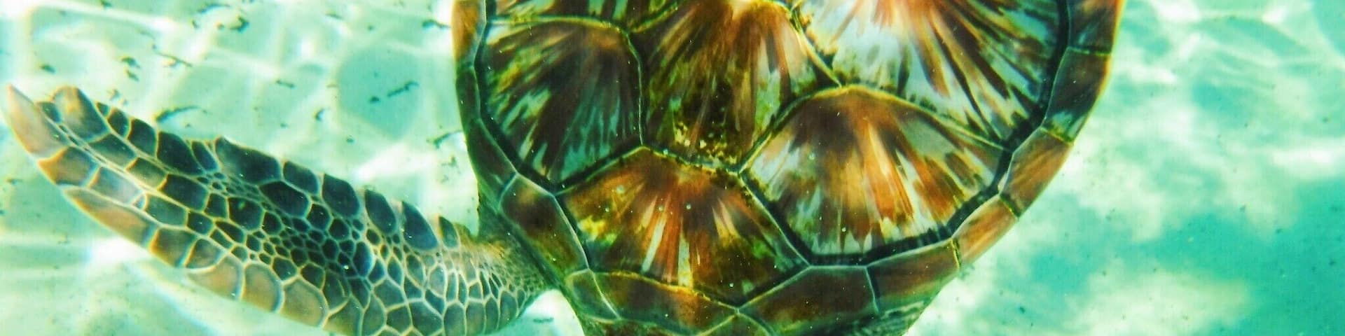 Save the Sea turtles #seaturtle #grandcayman #turtlecenter #ocean #greenturtle #savetheturtles #Adventure #snorkeling #marinelife #turtle