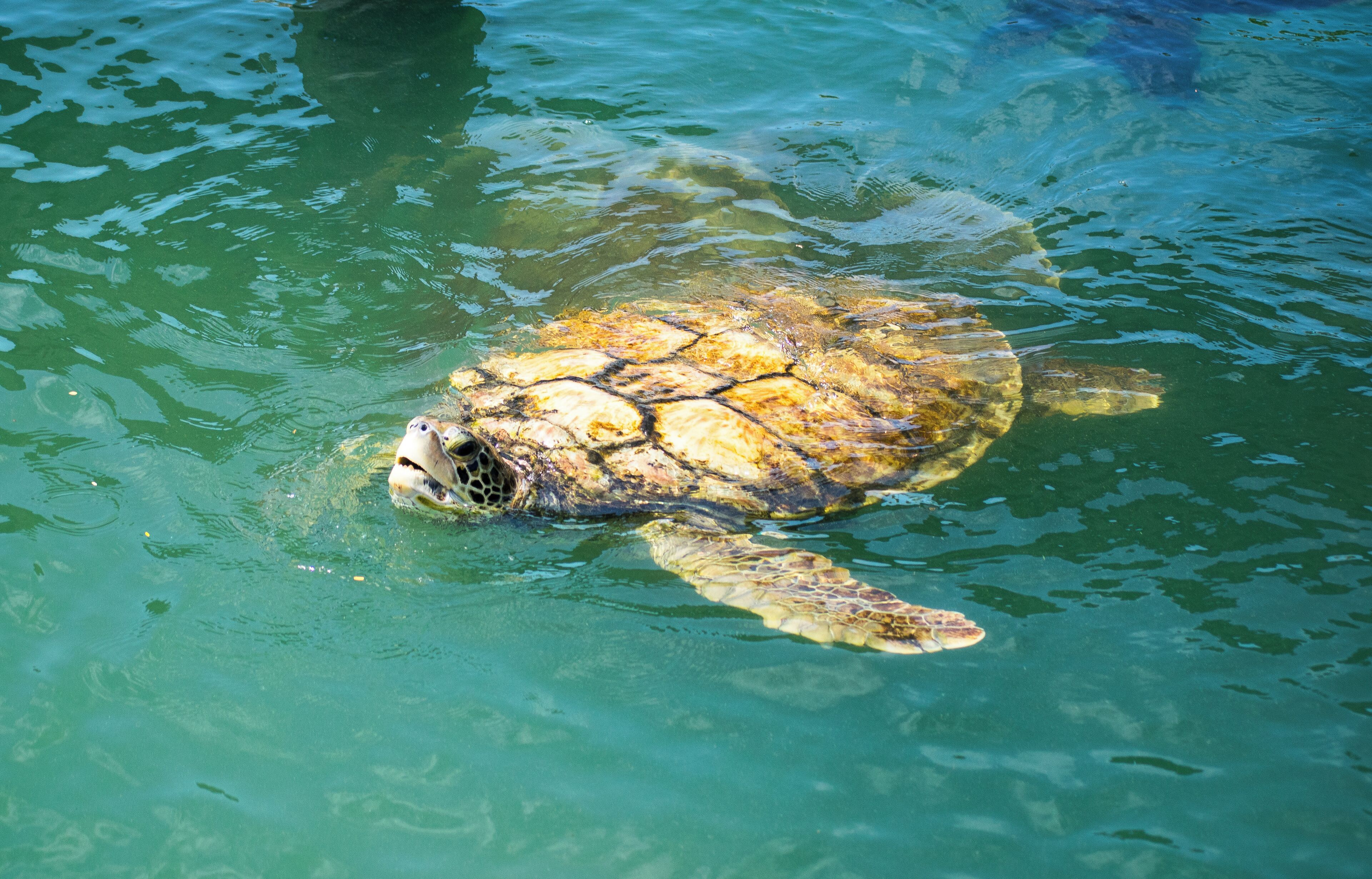 Awesome to go and have a look at the Turtles.