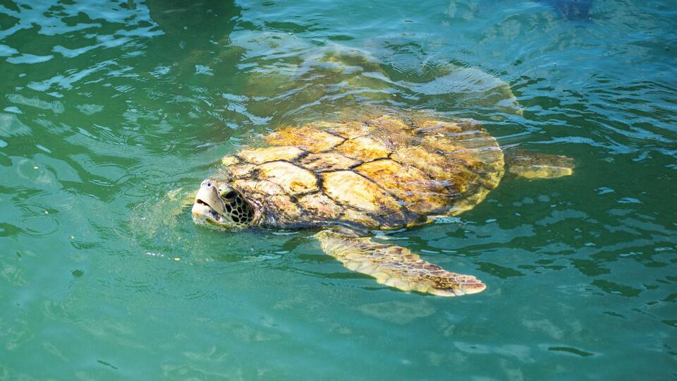 Awesome to go and have a look at the Turtles.