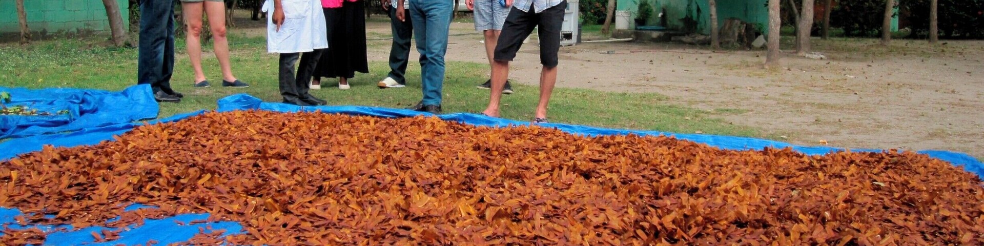 A seed bank tucked away at the end of a dead end road outside of Santo Domingo. This was started by the US Forest Service and is now run by the local government. They are providing seeds and seedlings for reforestation across the island, including Haiti.