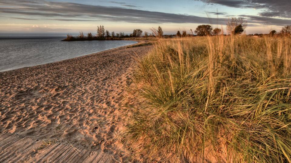 A beach with sand and tall grass.