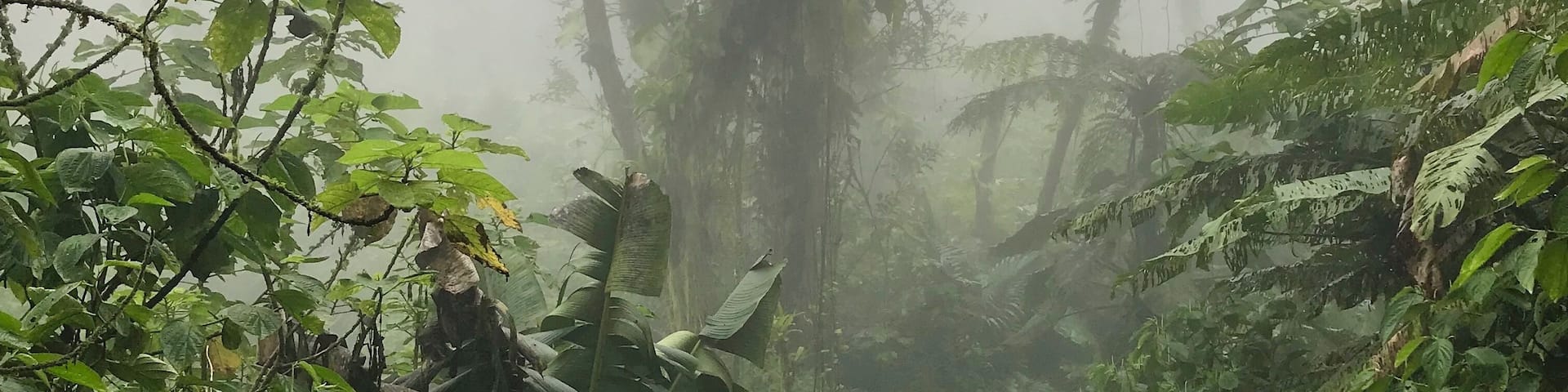 Hiking in the cloud forest on the island of Saba. 90 minutes up and 90 minutes down, you can expect a great workout and a connection with nature.