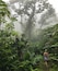 Hiking in the cloud forest on the island of Saba. 90 minutes up and 90 minutes down, you can expect a great workout and a connection with nature.