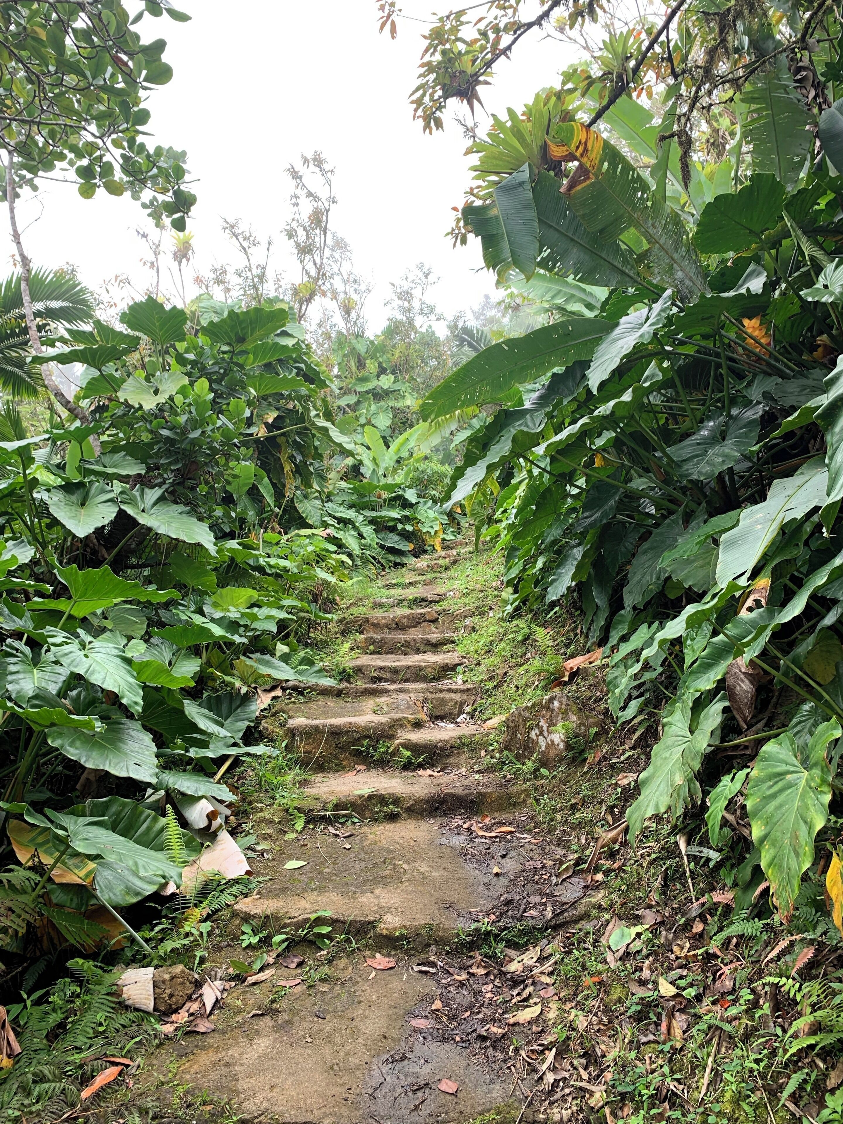 1,064 steps to the top of the volcano. Tip: hiking poles make it much easier.