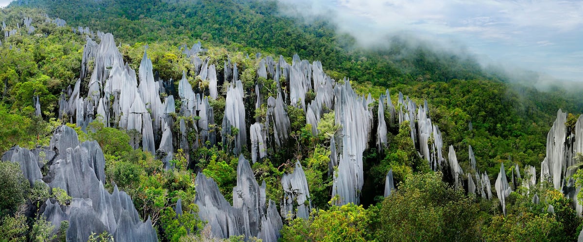 A forest with tall, slender limestone formations.