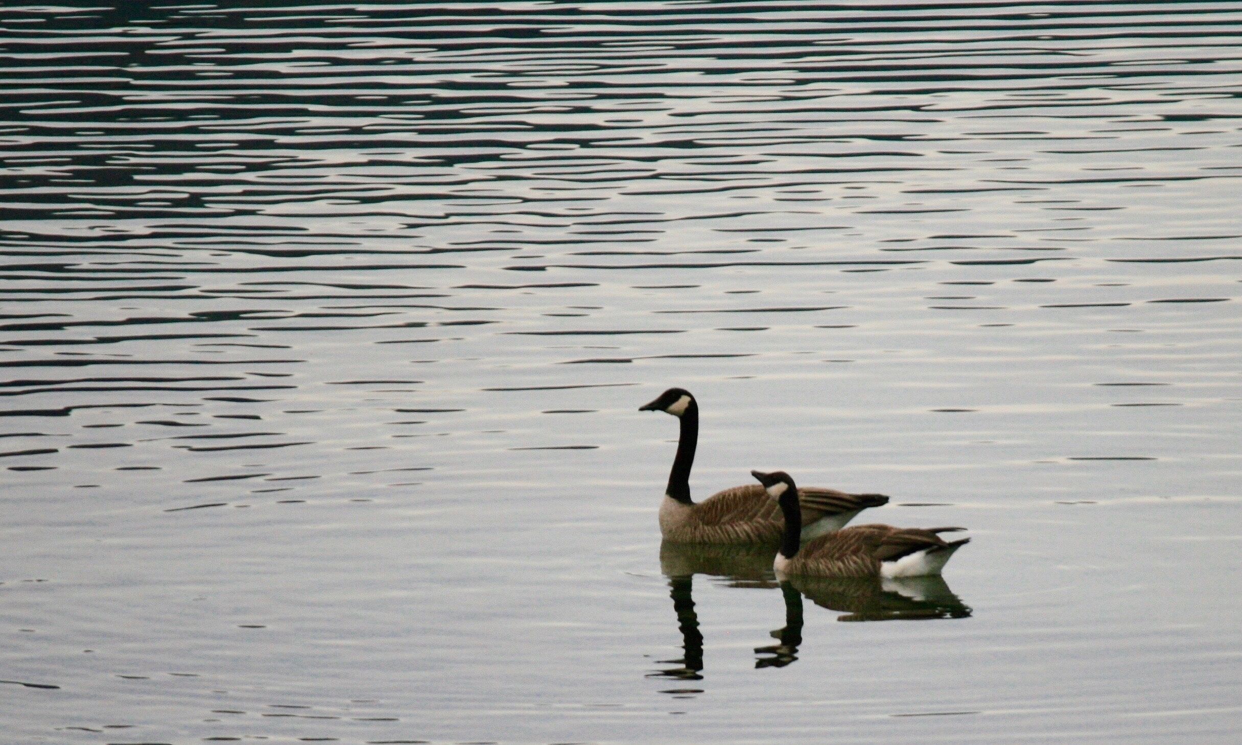 For a peaceful, relaxing vacation, the San Juan Islands are an excellent place to visit. They are located between the northern coast of Washington and the city of Victoria, Canada. Lynn and I stayed on Orcas Island and while driving back to our rental, stoped at the beach in the town of Eastsound to take pictures of the sunset over the bay. These two were swimming around.
#Nature
#Trovember