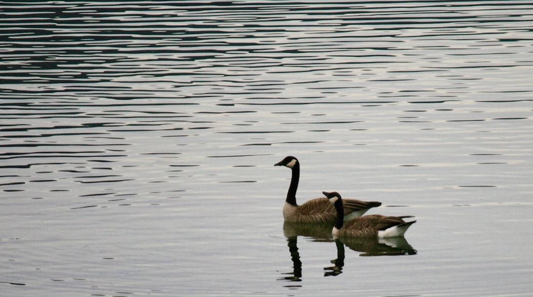 For a peaceful, relaxing vacation, the San Juan Islands are an excellent place to visit. They are located between the northern coast of Washington and the city of Victoria, Canada. Lynn and I stayed on Orcas Island and while driving back to our rental, stoped at the beach in the town of Eastsound to take pictures of the sunset over the bay. These two were swimming around.
#Nature
#Trovember