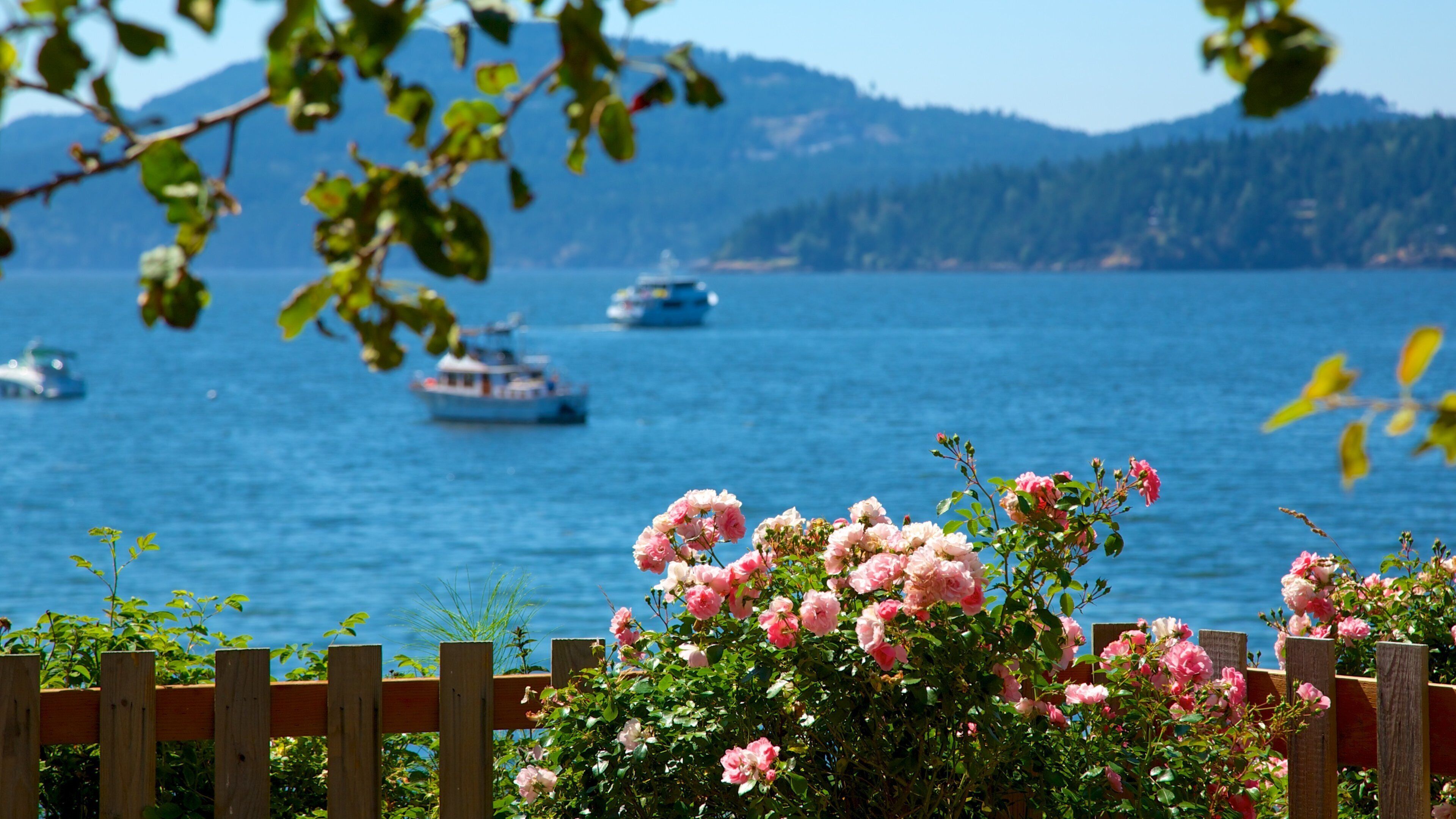 Eastsound featuring island views, flowers and boating
