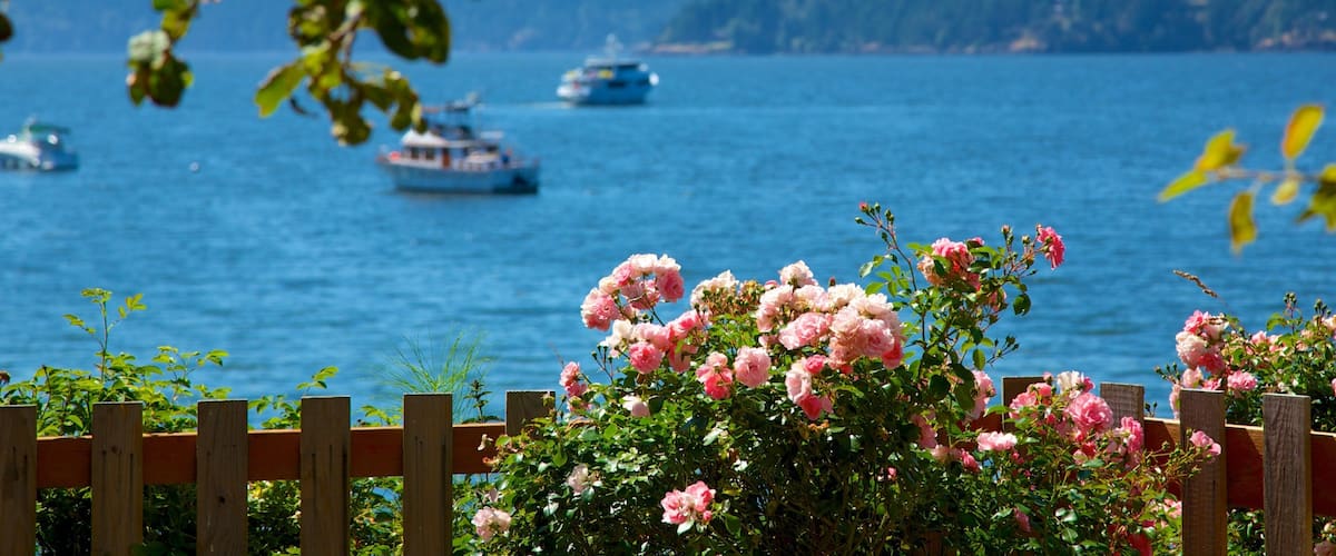 A wooden fence with pink roses in the foreground and a lake with boats in the background.