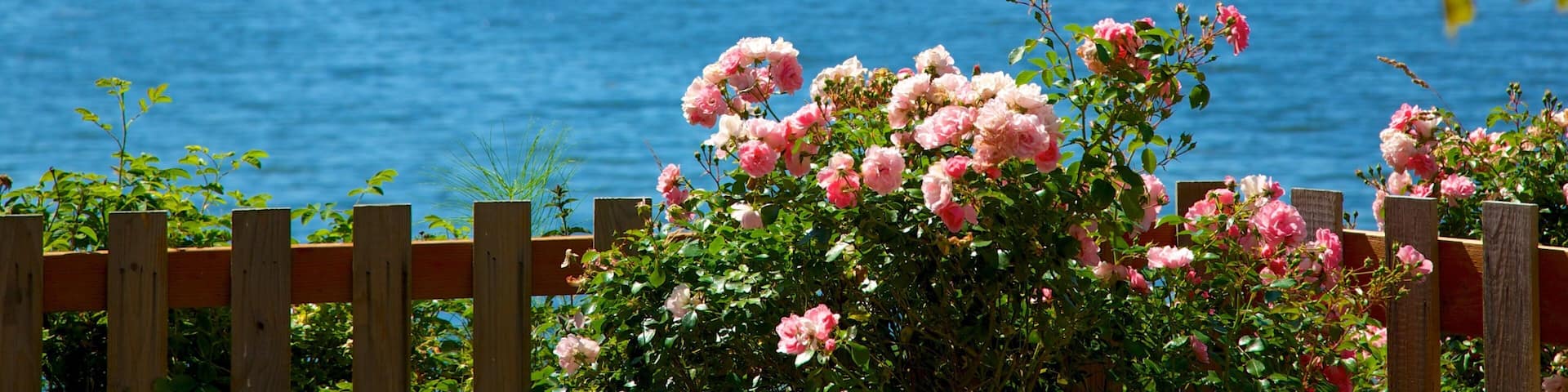 A wooden fence with pink roses in the foreground and a lake with boats in the background.