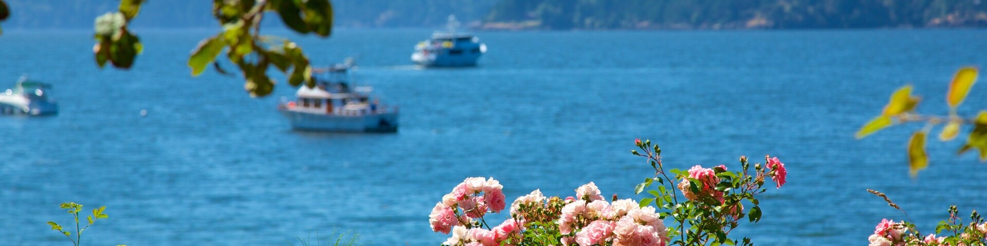 Ein Holzzaun im Vordergrund mit rosafarbenen Rosen und im Hintergrund ein See mit Booten.
