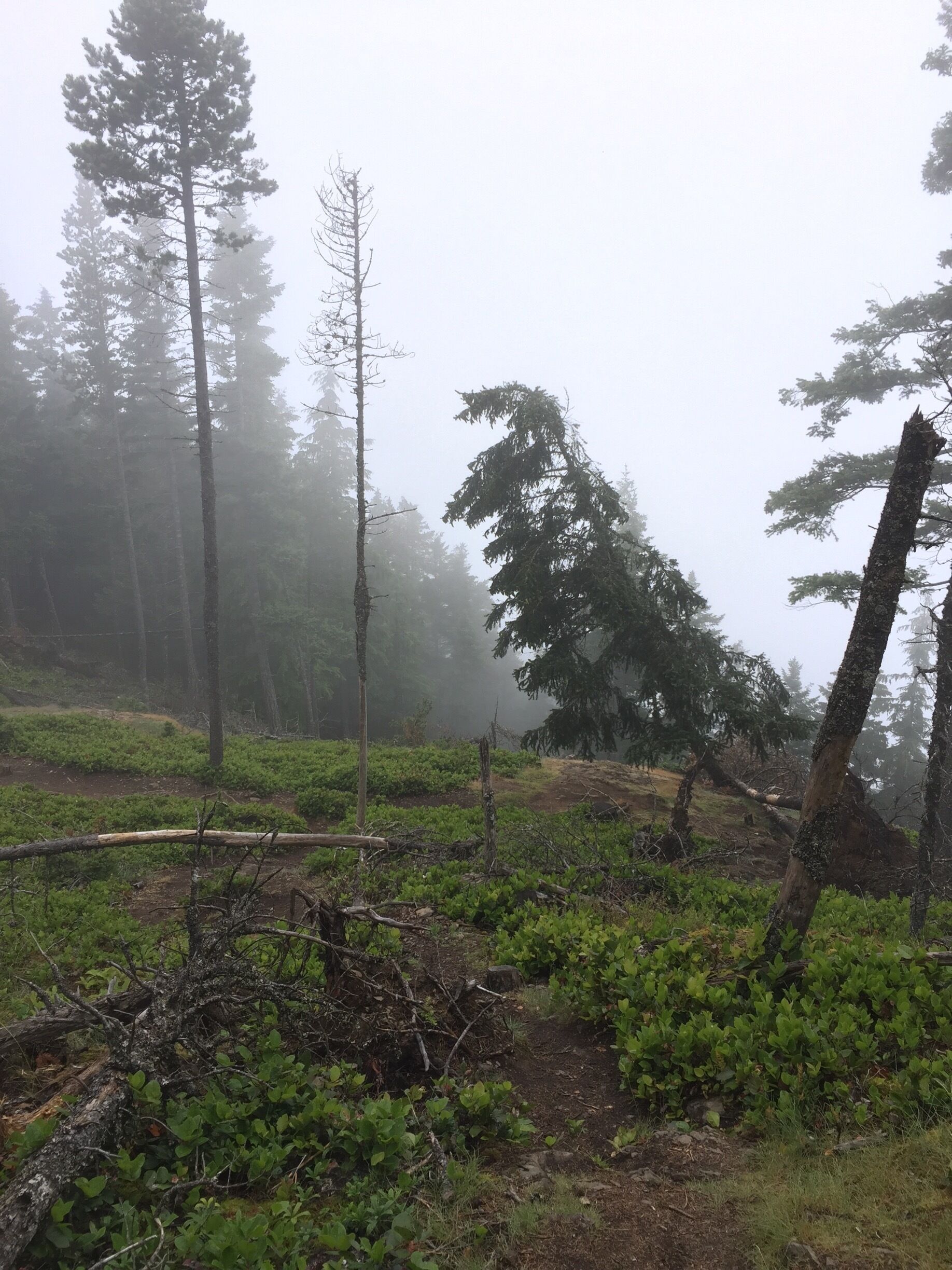 Mt Constitution trail
