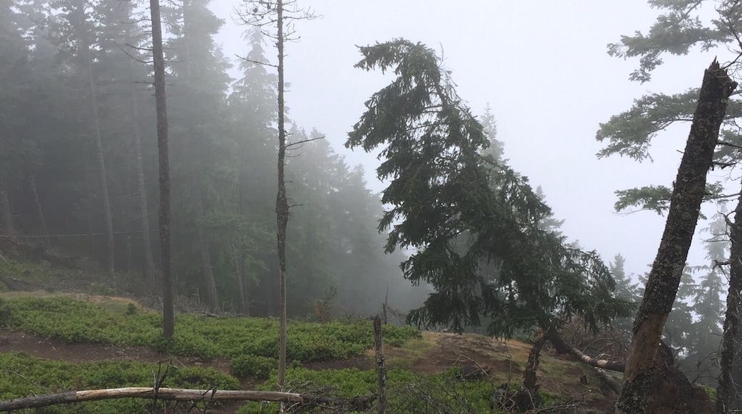 Mt Constitution trail