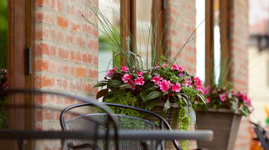 Alexandria showing flowers