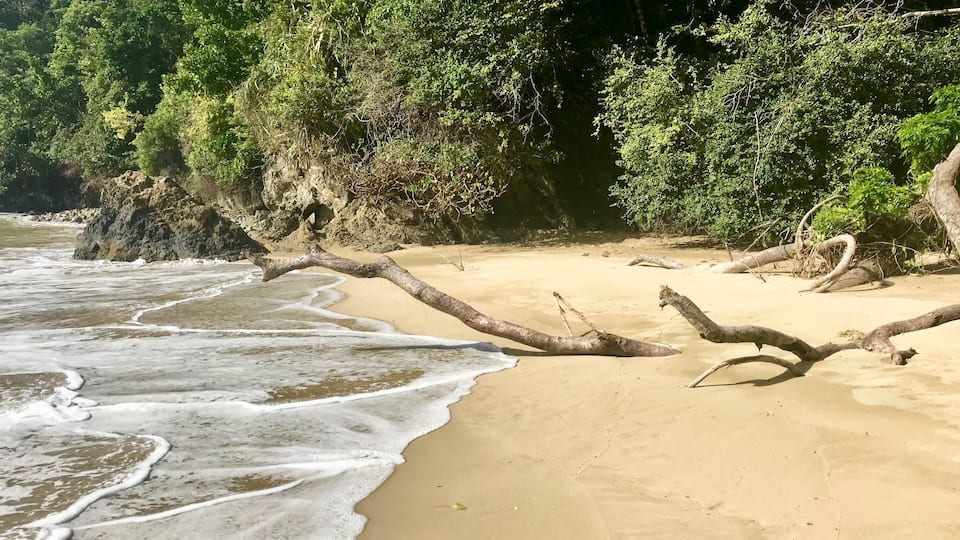 A sandy beach with gentle waves, a fallen tree, and dense greenery in the background.