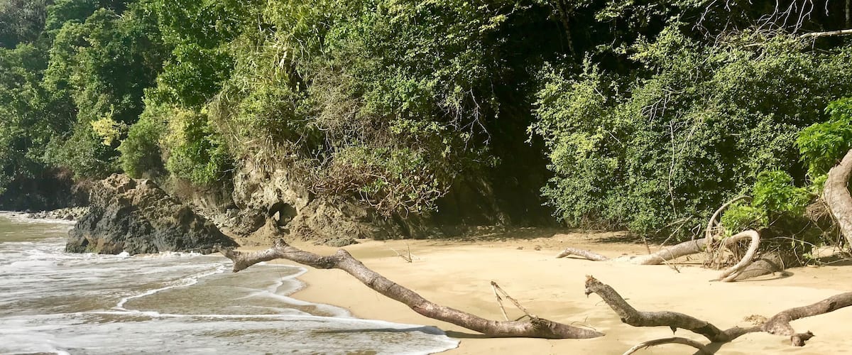 A sandy beach with gentle waves, a fallen tree, and dense greenery in the background.