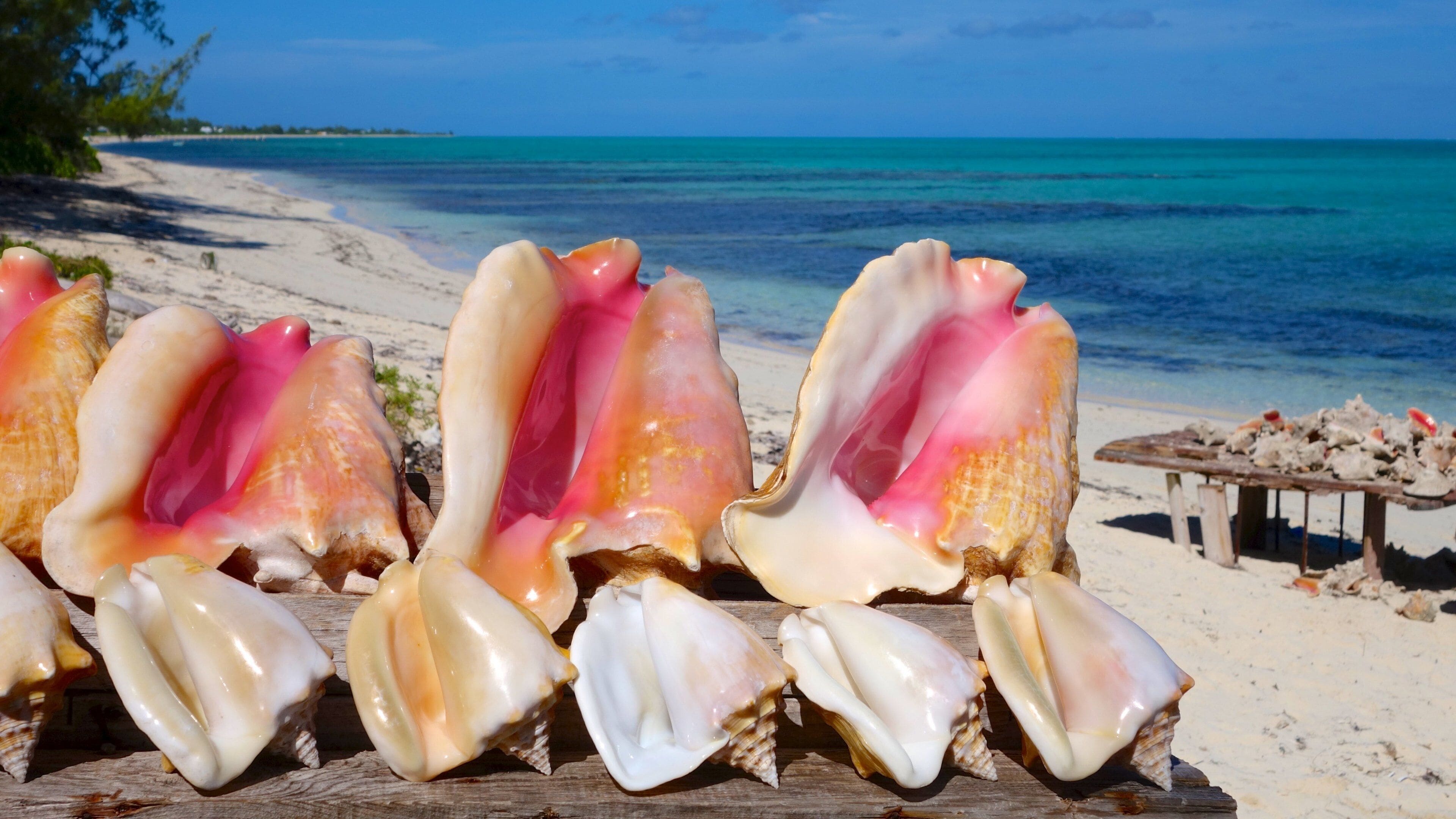 Conch Bar showing a sandy beach and tropical scenes