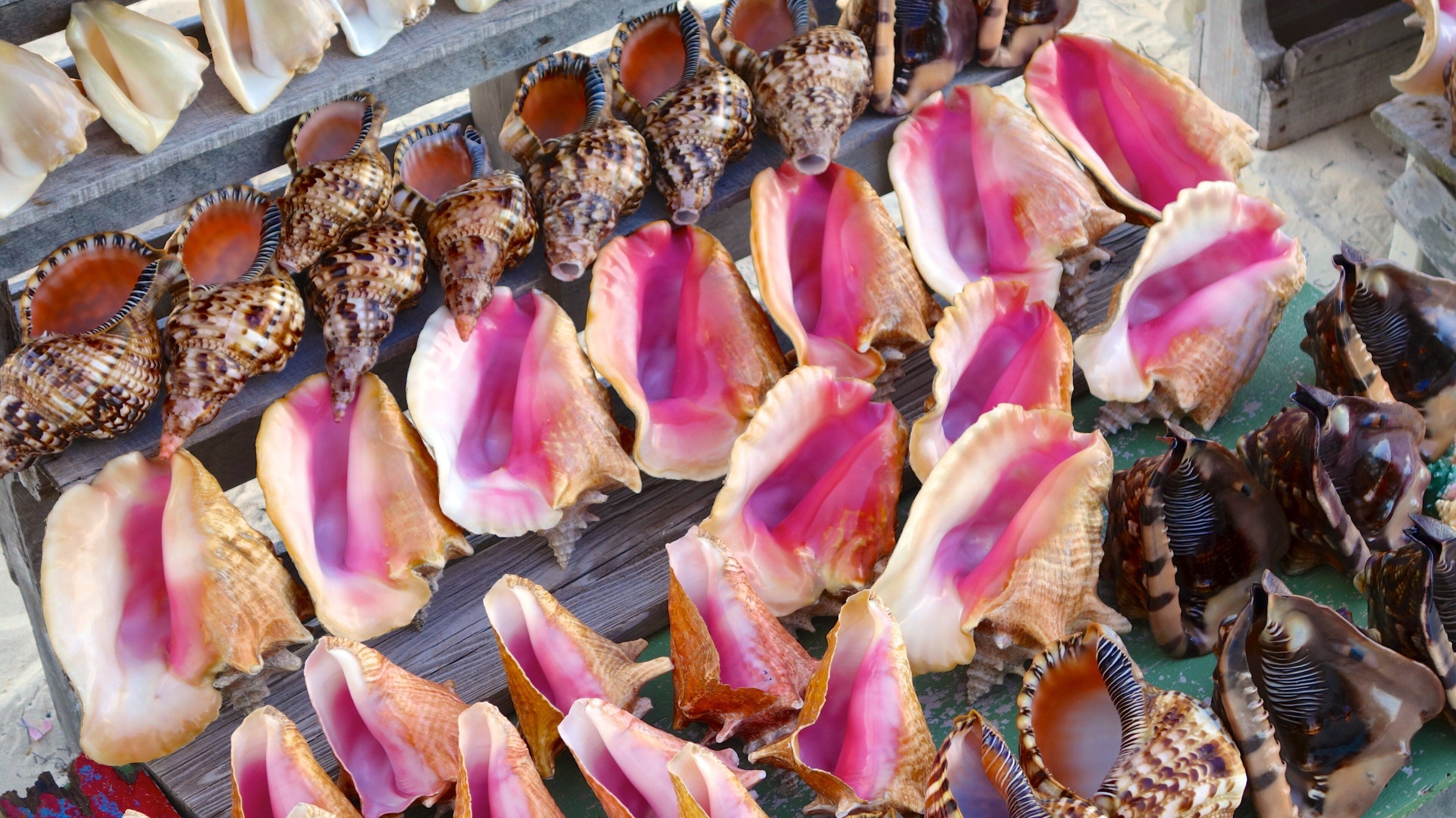 Conch Bar featuring markets