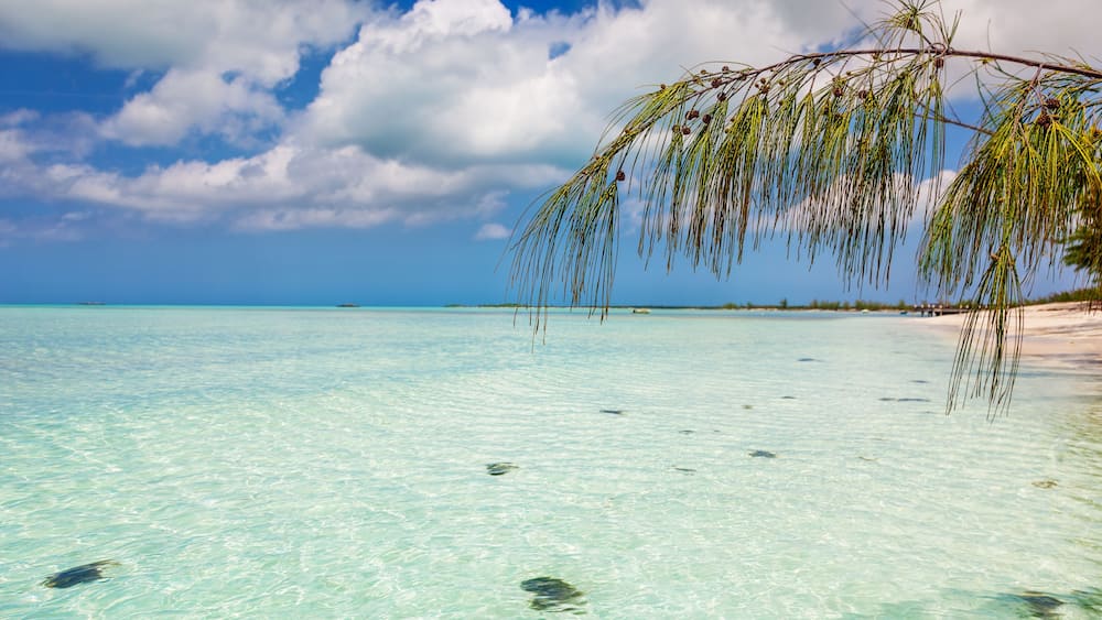 Casuarina branch over water at Bambarra Beach
