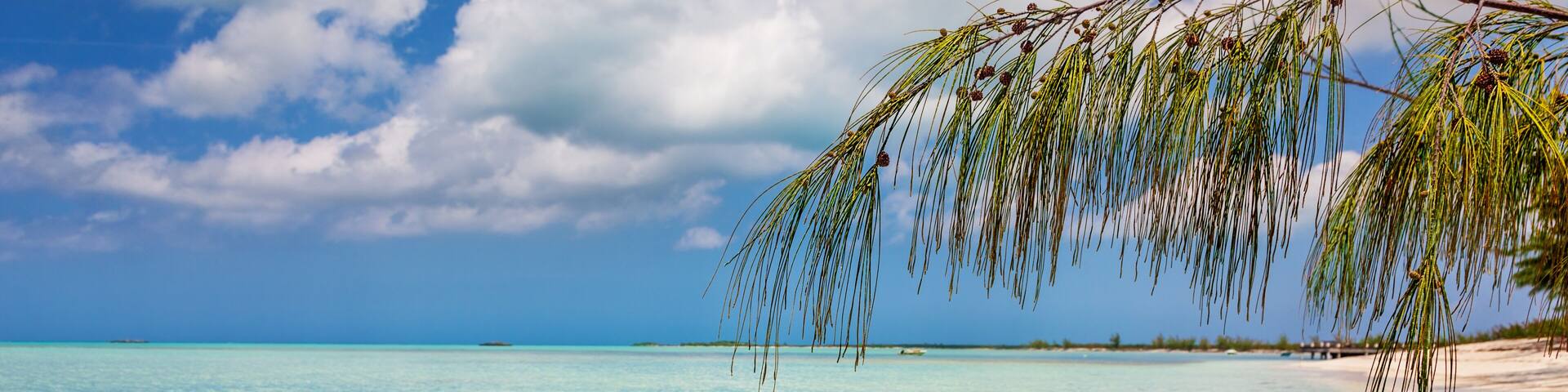 Casuarina branch over water at Bambarra Beach