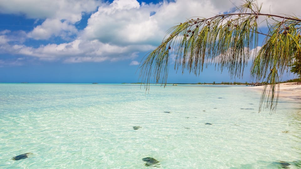 A beach with clear turquoise water, a palm tree, and a distant shoreline.